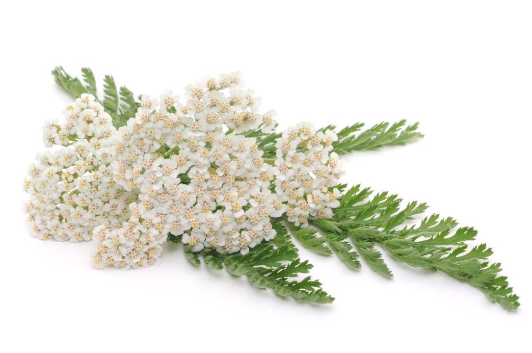 civanperçemi - krem ​​Proctonic bileşimi